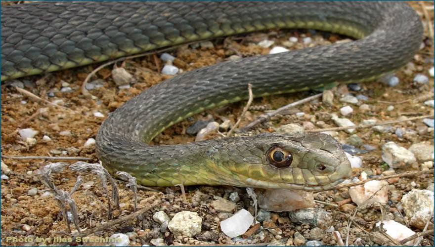 Τα πιο δηλητηριώδη φίδια της Ελλάδας – Τί πρέπει να κάνετε αν σας δαγκώσουν